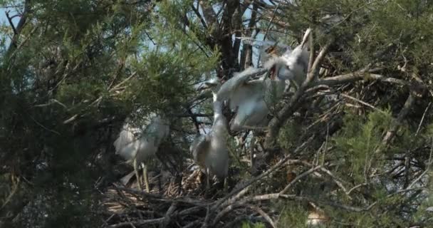 Genç Akbalıkçıl Sığır Akbalıkçıl Bir Balıkçılık Camargue Fransa — Stok video