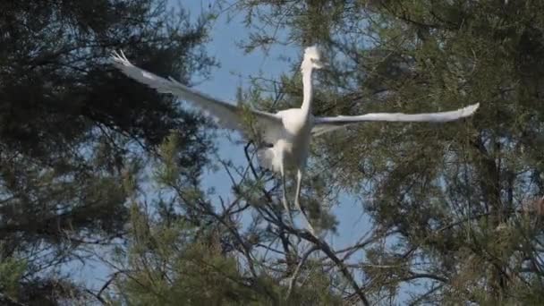 Pequeña Garza Una Herejía Camargue Francia — Vídeos de Stock