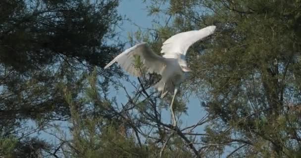 Little Egret Heronry Camargue Frankrike — Stockvideo