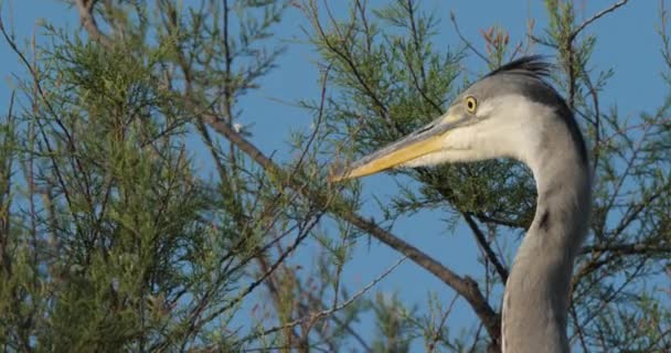 Graureiher Ardea Cinerea Camargue Frankreich — Stockvideo