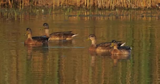Group Duck Mallard Female — Stock Video