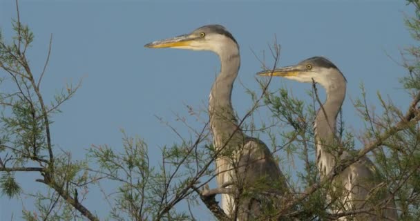 Czapla Szara Ardea Cinerea Camargue Francja — Wideo stockowe