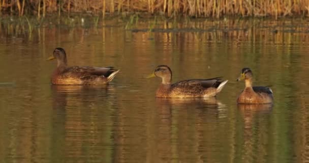 Ördek Yaban Ördeği Grubu — Stok video