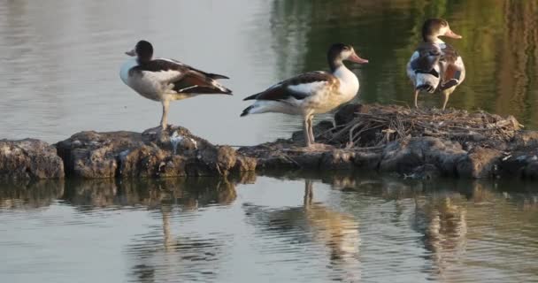 Grupo Shelducks Comuns Tadorna Tadorna Camargue França — Vídeo de Stock