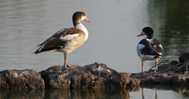 Group Common Shelducks Tadorna Tadorna Camargue France — Stock Video