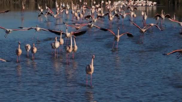 Greater Flamingos Phoenicopterus Roseus Pont Gau Camargue França — Vídeo de Stock