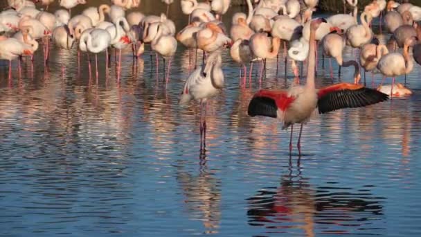 Greater Flamingos Phoenicopterus Roseus Pont Gau Camargue Francia — Vídeo de stock