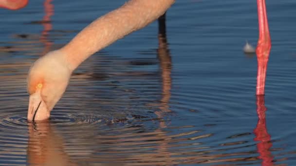 Greater Flamingos Phoenicopterus Roseus Pont Gau Camargue França — Vídeo de Stock