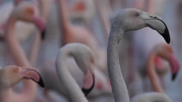 Young Greater Flamingos Phoenicopterus Roseus Pont Gau Camargue France — 图库视频影像