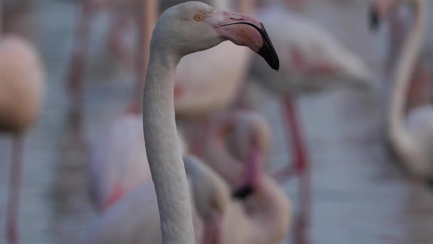 Young Greater Flamingos Phoenicopterus Roseus Pont Gau Camargue France — 图库视频影像