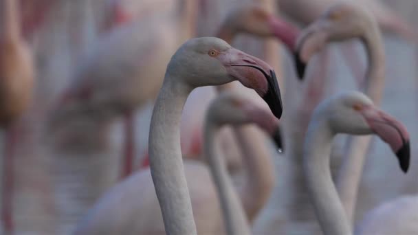 Young Greater Flamingos Phoenicopterus Roseus Pont Gau Camargue Francie — Stock video