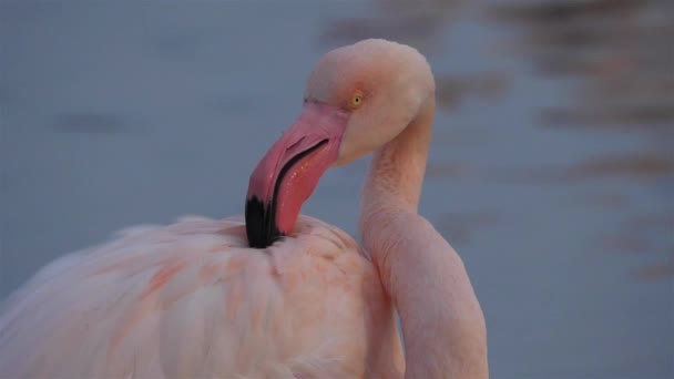 Greater Flamingos Phoenicopterus Roseus Pont Gau Camargue Francia — Vídeos de Stock