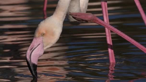Greater Flamingos Phoenicopterus Roseus Pont Gau Camargue Franciaország — Stock videók