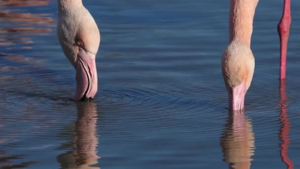 Större Flamingos Phoenicopterus Roseus Pont Gau Camargue Frankrike — Stockvideo