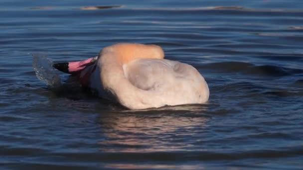 Greater Flamingos Phoenicopterus Roseus Pont Gau Camargue Francia — Vídeo de stock