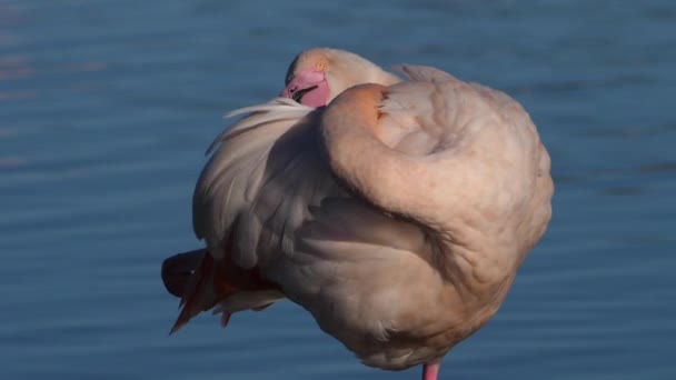 法国Camargue Pont Gau Phoenicopterus Rosseus Greater Flamingos — 图库视频影像