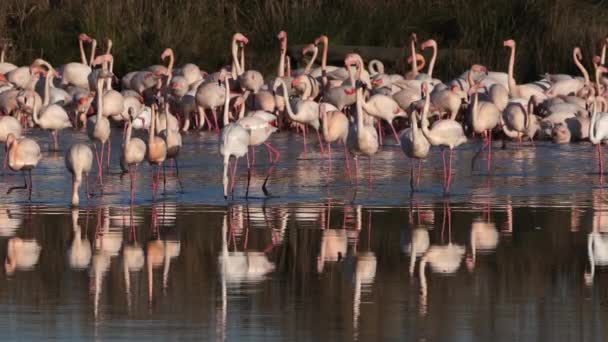 Greater Flamingos Phoenicopterus Roseus Pont Gau Camargue Francia — Vídeos de Stock