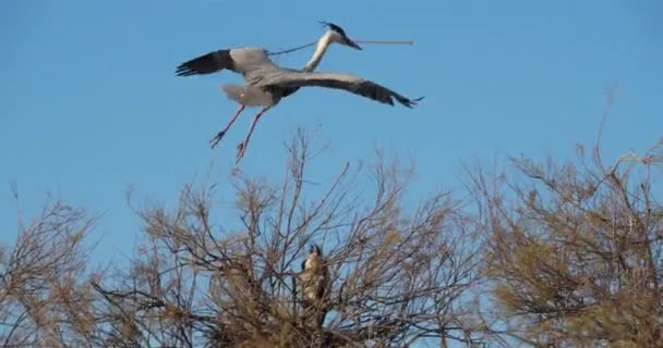 法国Camargue Ardea Cinerea灰鲱鱼 — 图库视频影像