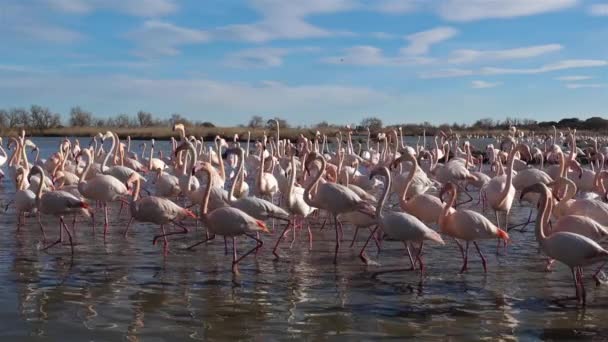 Greater Flamingos Phoenicopterus Roseus Pont Gau Camargue Γαλλία — Αρχείο Βίντεο