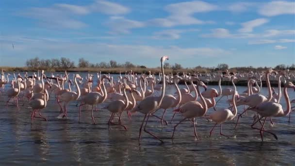 Flamants Roses Phoenicopterus Roseus Pont Gau Camargue France — Video