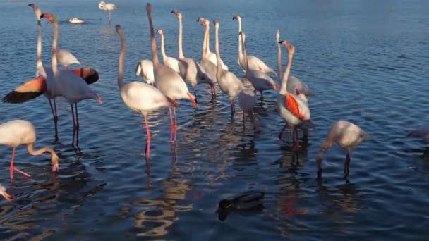 Greater Flamingos Phoenicopterus Roseus Pont Gau Camargue França — Vídeo de Stock