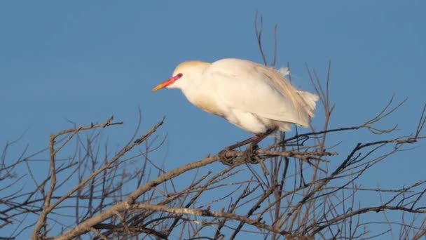 Bubulcus Ibis Camargue Occitanie Francja — Wideo stockowe