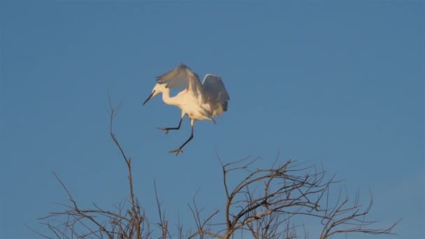 Pequeña Garza Una Herejía Camargue Francia — Vídeo de stock