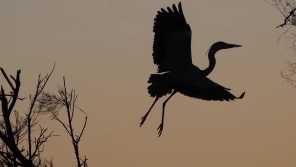 Grey Heron Ardea Cinerea Στο Ηλιοβασίλεμα Camargue Γαλλία — Αρχείο Βίντεο