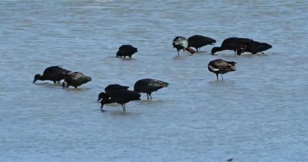 Glossy Ibis Plegadis Falcinellus Camargue Francie — Stock video