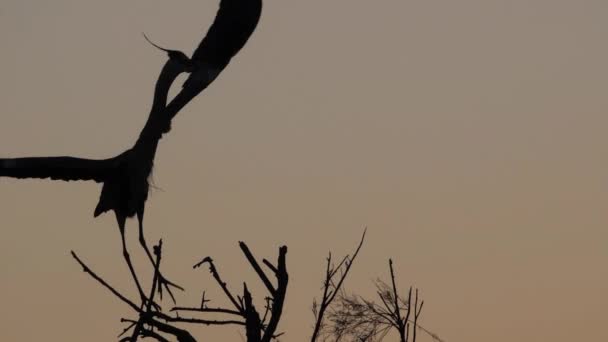 Grey Heron Ardea Cinerea Sunset Camarging France — стокове відео