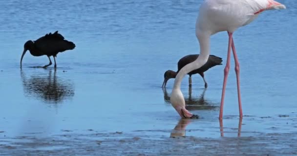 Glanzend Ibis Plegadis Falcinellus Grotere Flamingo Camargue Frankrijk — Stockvideo
