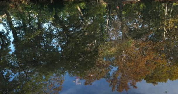 Lunaret Nature Reserve Montpellier Hrault Department Occitanie France Reflection River — стокове відео