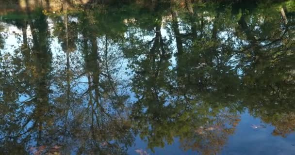 Lunaret Nature Reserve Montpellier Hrault Department Occitanie France Reflection River — 비디오