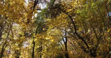 Lunaret Doğa Koruma Alanı, Montpellier, Hrault Bölümü, Occitanie, Fransa. Sonbahar mevsiminde çalılar