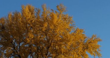 Ginkgo biloba genellikle ginkgo ya da gingko olarak bilinir, Montpellier, Occitanie, Fransa 'da bakire saç ağacı olarak da bilinir.