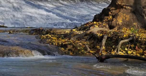 Lunaret Naturreservat Montpellier Hrault Department Occitanie Frankrike Floden Lez Naturreservatet — Stockvideo