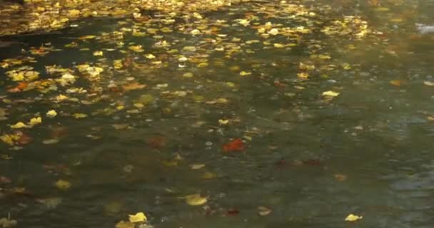 Природний Заповідник Лунарет Монпельє Департамент Гро Окситанія Франція Річка Лез — стокове відео