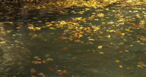 ルナレット自然保護区 モンペリエ フランス オクシタニー県 ルナレット自然保護区のレズ川 — ストック動画