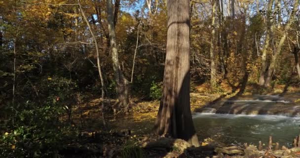 Lunaret Nature Reserve Montpellier Hrault Department Occitanie France Подлесок Сезон — стоковое видео