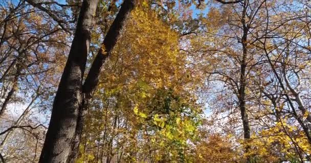 Lunaret Nature Reserve Montpellier Hrault Department Occitanie France 가을이 더워진다 — 비디오