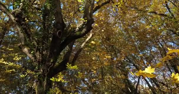 Lunaret Nature Reserve Montpellier Hrault Department Occitanie Francie Podrost Během — Stock video