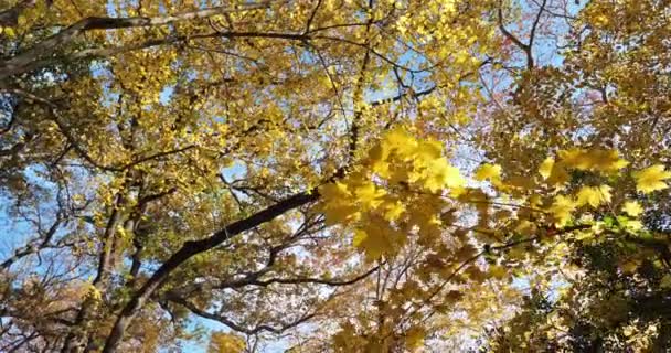 Lunaret Nature Reserve Montpellier Hrault Department Occitanie França Crescimento Inferior — Vídeo de Stock