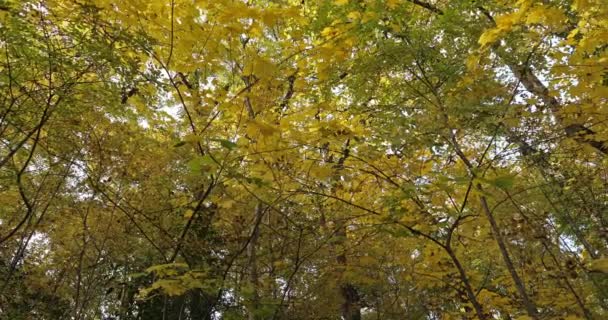 法国维吉尼亚省Hrault省Montpellier的Lunaret自然保护区 秋天里的矮树丛 — 图库视频影像
