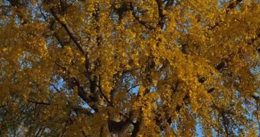 Ginkgo biloba genellikle ginkgo ya da gingko olarak bilinir, Montpellier, Occitanie, Fransa 'da bakire saç ağacı olarak da bilinir.