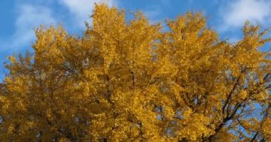 Ginkgo biloba genellikle ginkgo ya da gingko olarak bilinir, Montpellier, Occitanie, Fransa 'da bakire saç ağacı olarak da bilinir.