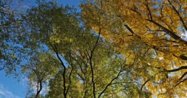 Ginkgo biloba genellikle ginkgo ya da gingko olarak bilinir, Montpellier, Occitanie, Fransa 'da bakire saç ağacı olarak da bilinir.