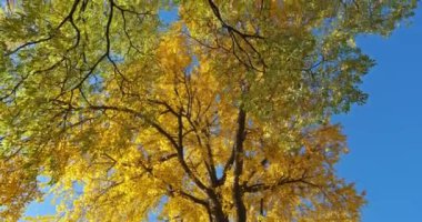 Ginkgo biloba genellikle ginkgo ya da gingko olarak bilinir, Montpellier, Occitanie, Fransa 'da bakire saç ağacı olarak da bilinir.