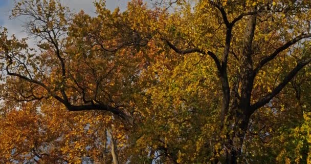 Maclura Pomifera Platani Francia — Video Stock