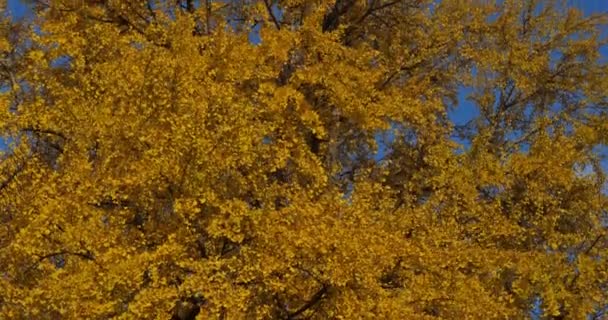 Ginkgo Biloba Allmänt Känd Som Ginkgo Eller Gingko Även Känd — Stockvideo