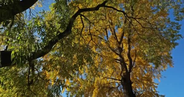 Ginkgo Biloba Commonly Known Ginkgo Gingko Also Known Maidenhair Tree — Stock Video